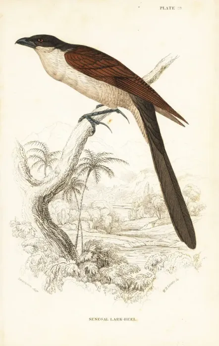 Framed Print : Senegal coucal, Centropus senegalensis Framed Print : Senegal coucal, Centropus senegalensis