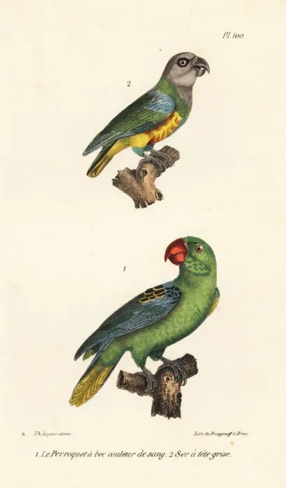 Framed Print : Senegal parrot and great-billed parrot Framed Print : Senegal parrot and great-billed parrot