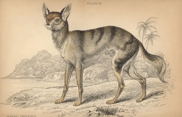 Framed Print : Senegalese jackal, Canis aureus anthus Framed Print : Senegalese jackal, Canis aureus anthus