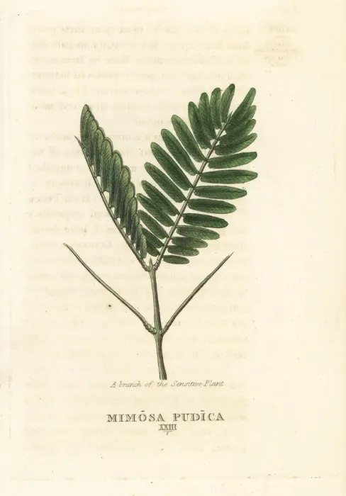 Framed Print : Sensitive plant, Mimosa pudica Framed Print : Sensitive plant, Mimosa pudica