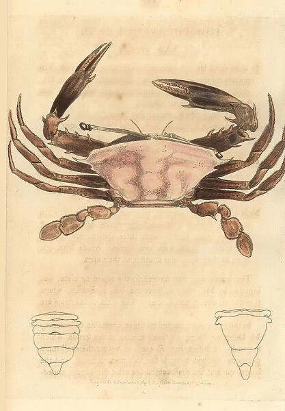 Sentinel crab, Podophthalmus vigil