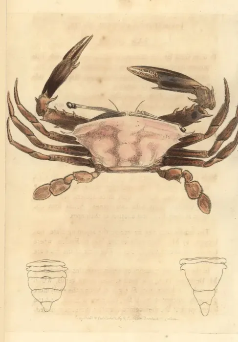 Framed Print : Sentinel crab, Podophthalmus vigil Framed Print : Sentinel crab, Podophthalmus vigil