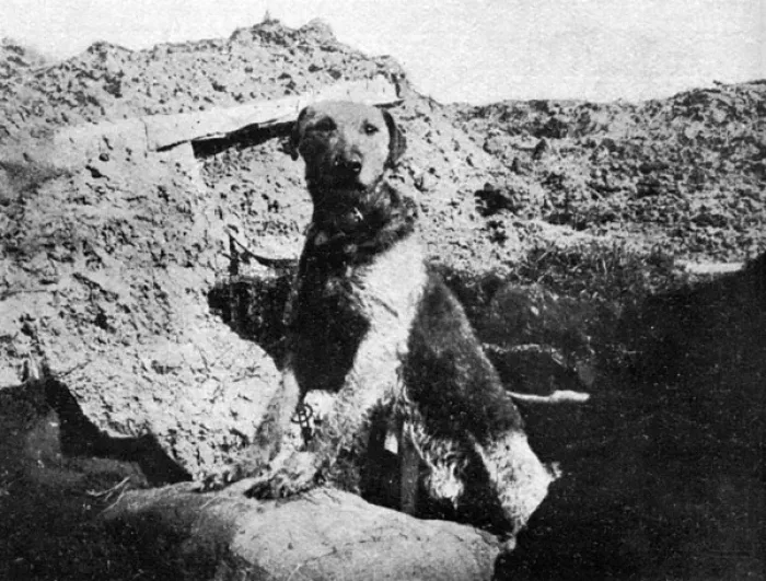 Framed Print : Sentry dog, WW1 Framed Print : Sentry dog, WW1