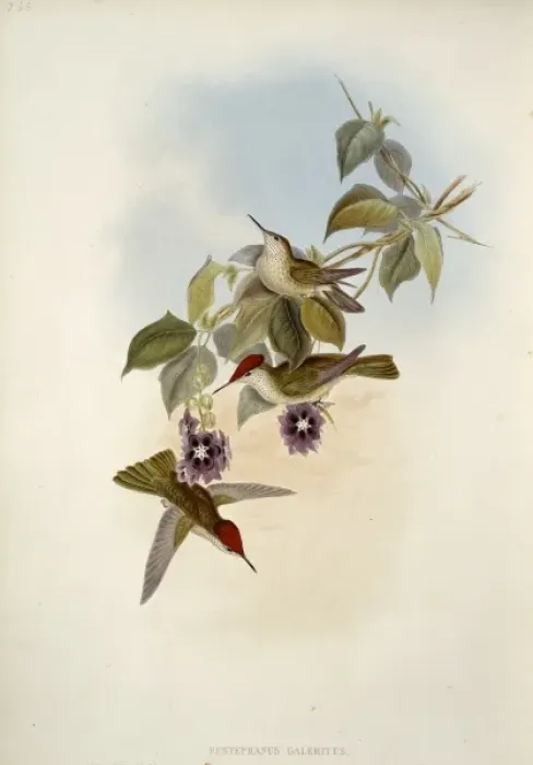 Framed Print : Sephanoides sephanoides, green-backed firecrown Framed Print : Sephanoides sephanoides, green-backed firecrown