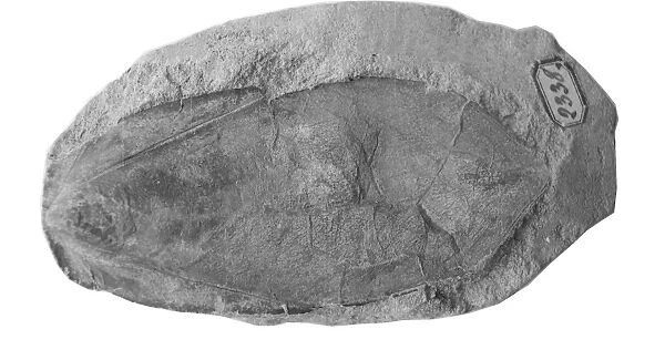 Sepia craveri, fossil cuttlefish