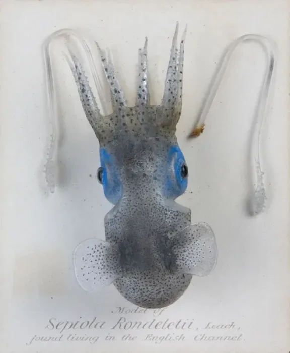 Framed Print : Sepiola rondeletii, squid Framed Print : Sepiola rondeletii, squid