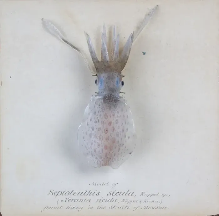 Framed Print : Sepioteuthis sicula. jpg Framed Print : Sepioteuthis sicula. jpg