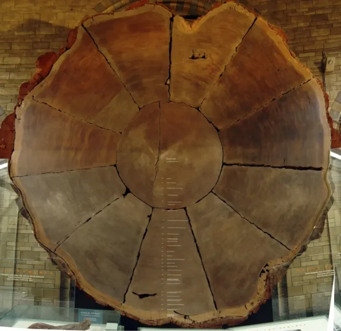 Framed Print : Sequoiadendron giganteum, giant sequoia Framed Print : Sequoiadendron giganteum, giant sequoia