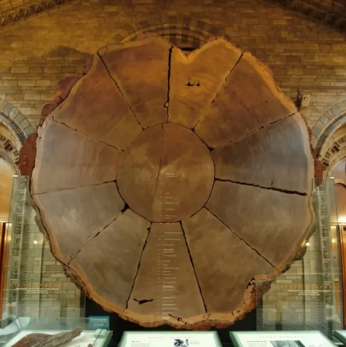 Framed Print : Sequoiadendron giganteum, giant sequoia Framed Print : Sequoiadendron giganteum, giant sequoia