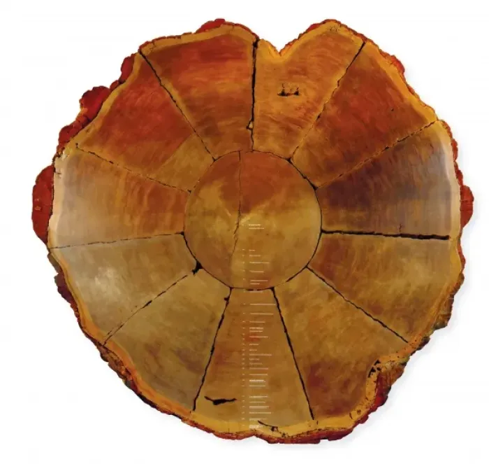 Framed Print : Sequoiadendron giganteum, giant sequoia Framed Print : Sequoiadendron giganteum, giant sequoia