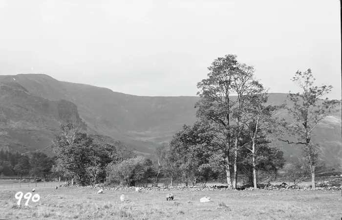 Framed Print : Serene Landscape with Sheep