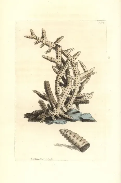 Framed Print : Seriated madrepore coral, Madrepora seriata Framed Print : Seriated madrepore coral, Madrepora seriata