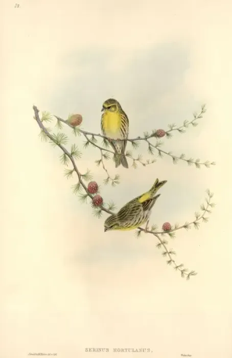 Framed Print : Serinus serinus, European serin Framed Print : Serinus serinus, European serin