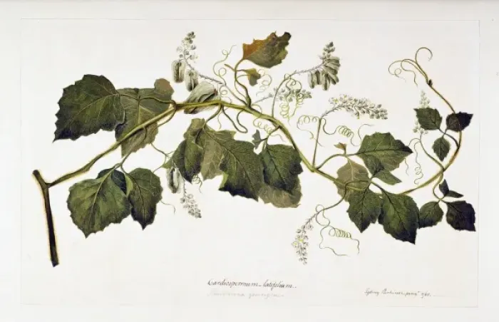 Framed Print : Serjania cuspidata Framed Print : Serjania cuspidata