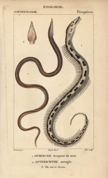 Framed Print : Serpent eel, Ophisurus serpens, and European Framed Print : Serpent eel, Ophisurus serpens, and European