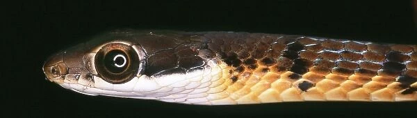 Serpentes (suborder), snake