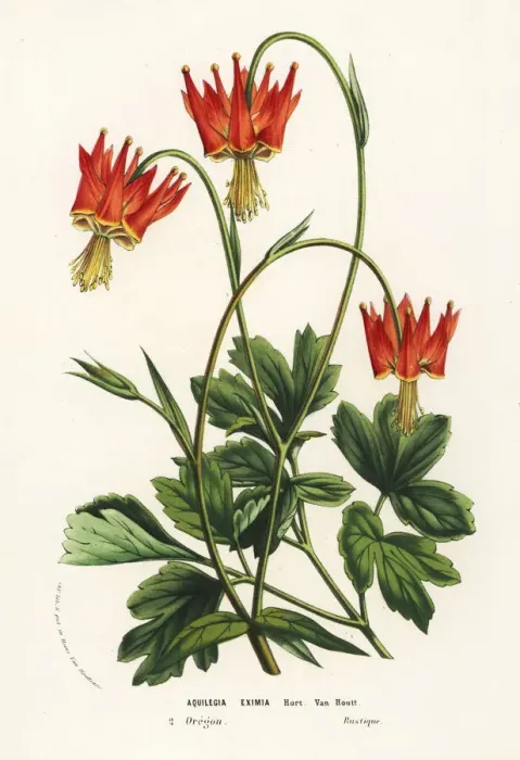 Framed Print : Serpentine columbine, Aquilegia eximia Framed Print : Serpentine columbine, Aquilegia eximia