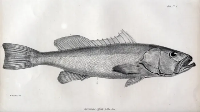Framed Print : Serranus olfax Framed Print : Serranus olfax