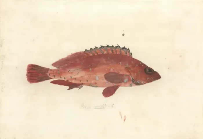Framed Print : Serranus variolosa Framed Print : Serranus variolosa