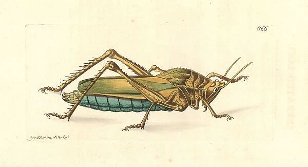 Serrate lubber grasshopper, Prionolopha serrata