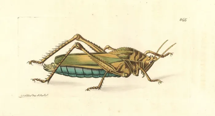 Framed Print : Serrate lubber grasshopper, Prionolopha serrata Framed Print : Serrate lubber grasshopper, Prionolopha serrata