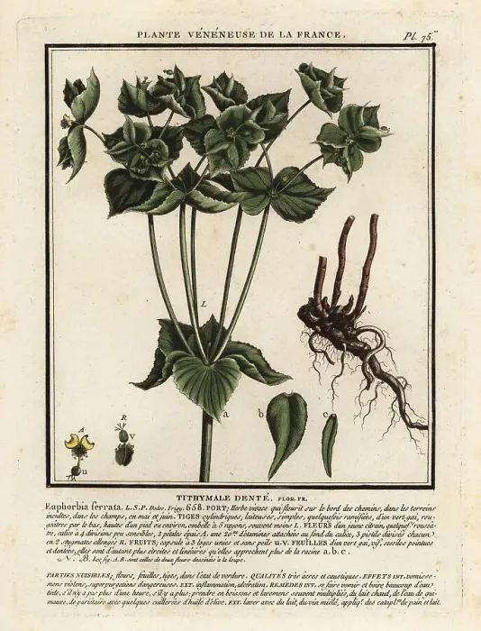 Framed Print : Serrated spurge, Euphorbia serrata Framed Print : Serrated spurge, Euphorbia serrata