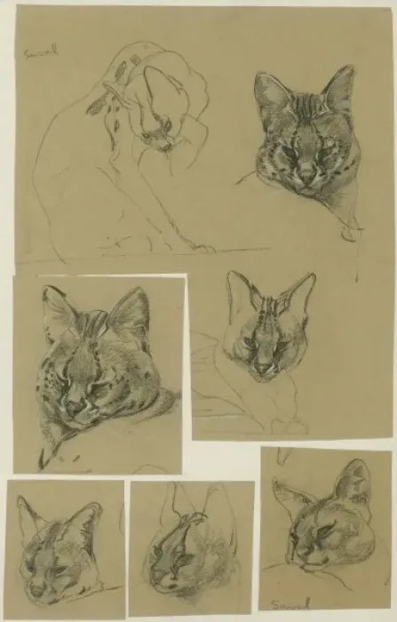Framed Print : Serval Heads Framed Print : Serval Heads