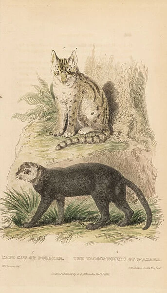 Serval and jaguarundi