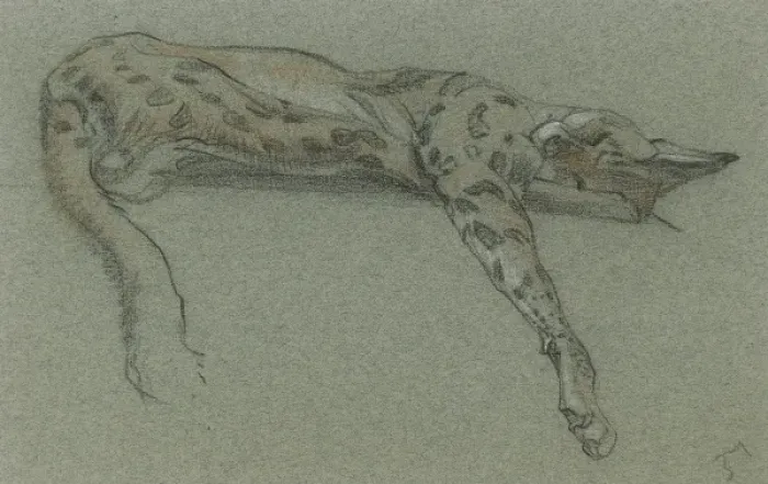 Framed Print : Serval sleeping Framed Print : Serval sleeping