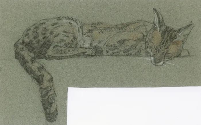 Framed Print : Serval sleeping Framed Print : Serval sleeping