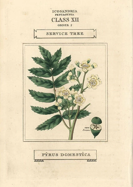 Service tree, Pyrus domestica