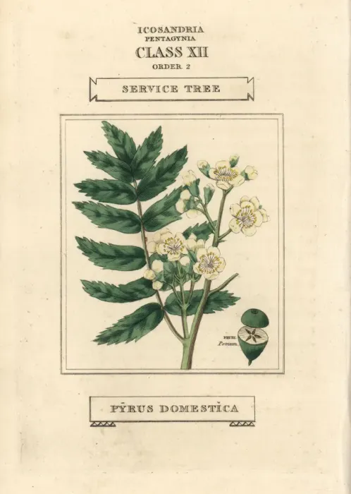 Framed Print : Service tree, Pyrus domestica Framed Print : Service tree, Pyrus domestica