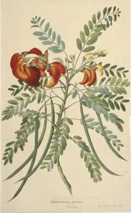 Framed Print : Sesbania coccinea Framed Print : Sesbania coccinea
