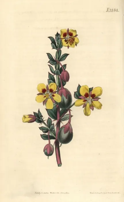 Framed Print : Sessile-leaved bean caper, Zygophyllum sessilifolium Framed Print : Sessile-leaved bean caper, Zygophyllum sessilifolium