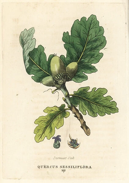 Sessile oak, Quercus petraea