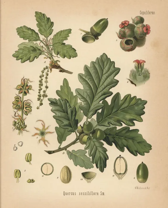 Framed Print : Sessile oak, Quercus petraea Framed Print : Sessile oak, Quercus petraea