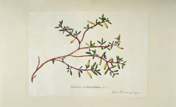 Framed Print : Sesuvium portulacastrum, sea purslane Framed Print : Sesuvium portulacastrum, sea purslane