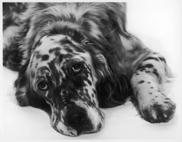 Framed Print : SETTER Framed Print : SETTER