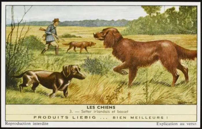Framed Print : Setter and Basset Framed Print : Setter and Basset