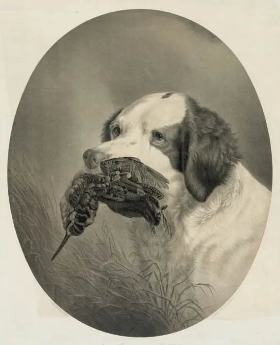 Framed Print : The setter of duty Framed Print : The setter of duty