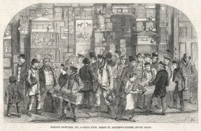 Framed Print : Seven Dials Bird Market Framed Print : Seven Dials Bird Market