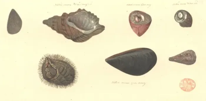 Framed Print : Seven molluscs, including two bivalves and five gastropods Framed Print : Seven molluscs, including two bivalves and five gastropods