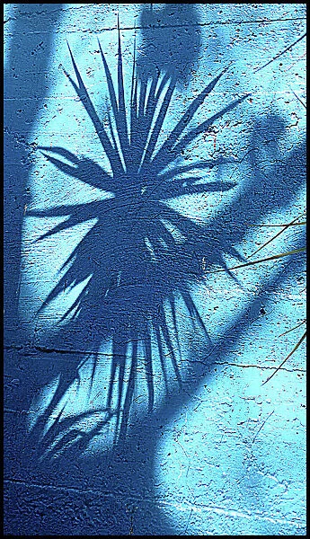 Shadow of palm leaves on wall, Havana, Cuba