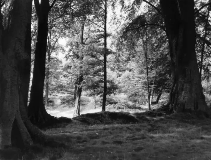 Framed Print : Shady Glade Framed Print : Shady Glade