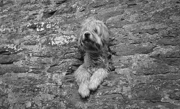 Shaggy dog at Newquay, Cornwall