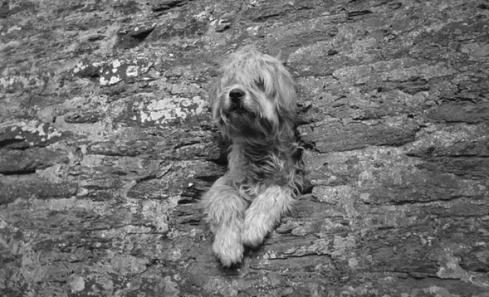 Framed Print : Shaggy dog at Newquay, Cornwall Framed Print : Shaggy dog at Newquay, Cornwall