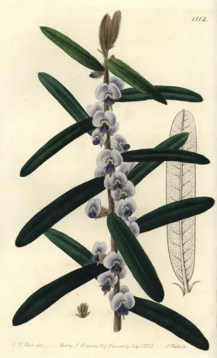 Framed Print : Shaggy hovea, Hovea villosa Framed Print : Shaggy hovea, Hovea villosa
