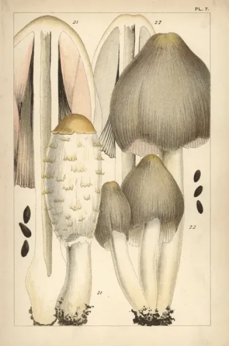 Framed Print : Shaggy ink cap and common ink cap mushroom Framed Print : Shaggy ink cap and common ink cap mushroom