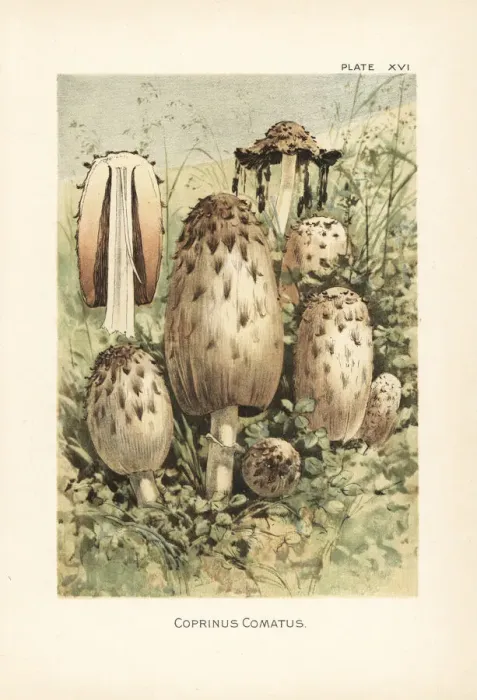 Framed Print : Shaggy ink cap, Coprinus comatus Framed Print : Shaggy ink cap, Coprinus comatus