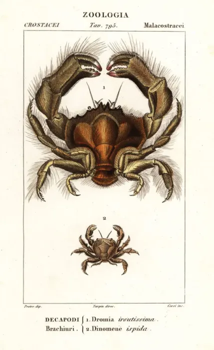 Framed Print : Shaggy sponge crab and Dynomene hispida Framed Print : Shaggy sponge crab and Dynomene hispida